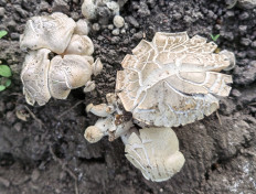 Энтолома садовая