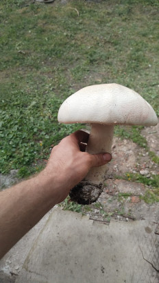 Гриб из Пенза