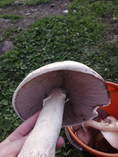 Гриб из Пенза