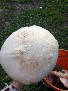 Гриб из Пенза