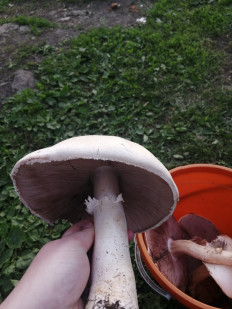 Гриб из Пенза