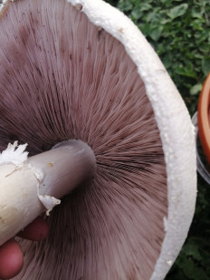 Гриб из Пенза