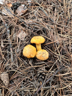 Лисичка обыкновенная