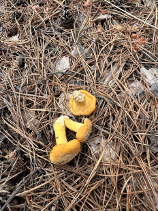 Лисичка обыкновенная