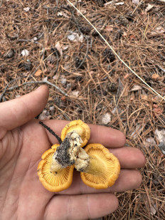 Лисичка обыкновенная