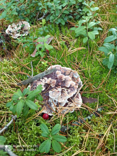 Гиднеллум оранжевый