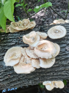 Пилолистник тигровый