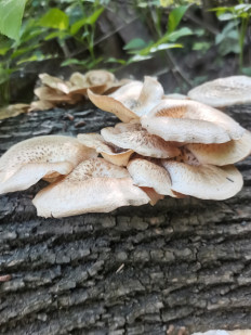 Пилолистник тигровый