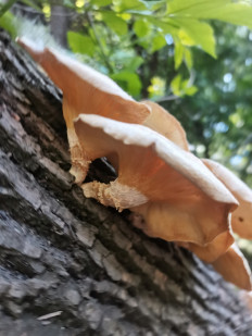 Пилолистник тигровый