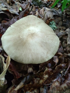 Гриб из Москва