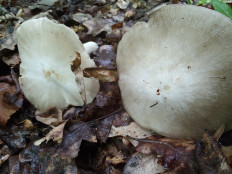 Гриб из Москва