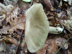 Гриб из Москва