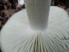 Гриб из Москва