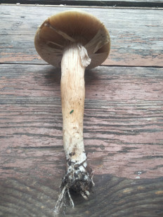 Гриб из Киев