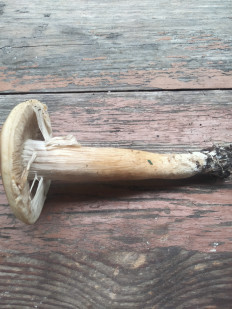 Гриб из Киев