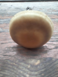 Гриб из Киев