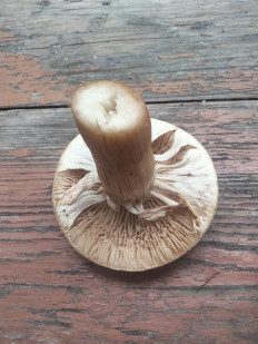 Гриб из Киев