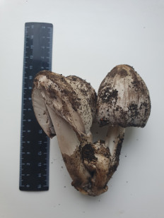 Навозник серый