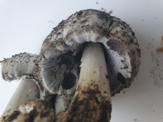 Навозник серый