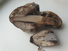 Навозник серый