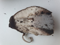 Навозник серый