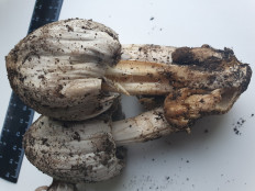 Навозник серый