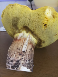 Гриб из Оттава