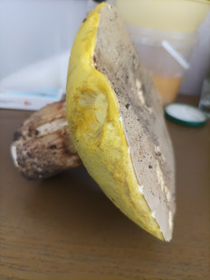 Гриб из Оттава