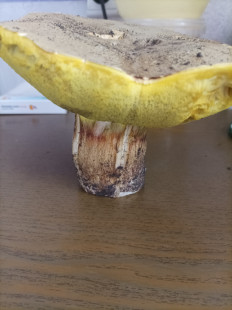 Гриб из Оттава