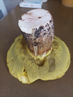 Гриб из Оттава