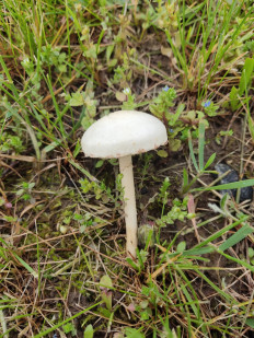 Полевик жёсткий