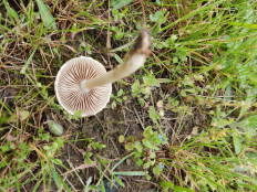 Полевик жёсткий