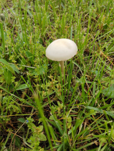 Полевик жёсткий