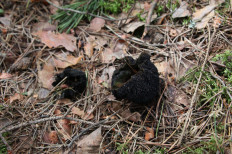 Гриб из Москва