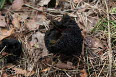 Гриб из Москва