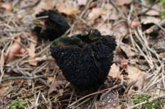 Гриб из Москва