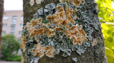 Гриб из Полоцк