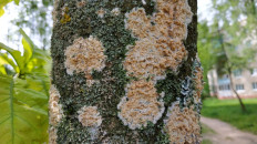 Гриб из Полоцк