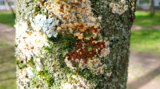 Гриб из Полоцк