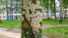 Гриб из Полоцк