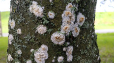 Гриб из Полоцк