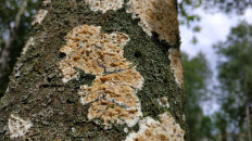 Гриб из Полоцк