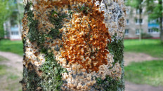 Гриб из Полоцк