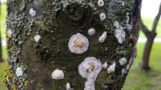 Гриб из Полоцк