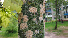 Гриб из Полоцк