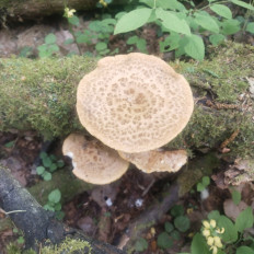 Polyporus tuberaster - Трутовик клубненосный