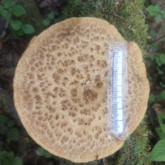 Polyporus tuberaster - Трутовик клубненосный
