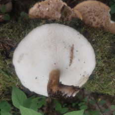Polyporus tuberaster - Трутовик клубненосный