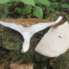 Polyporus tuberaster - Трутовик клубненосный