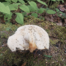 Polyporus tuberaster - Трутовик клубненосный